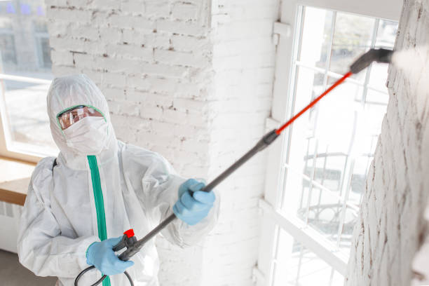 Trusted South River, NM Mold Inspection, Removal & Remediation Experts